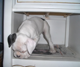 Luna in the cabinet, she went in there on her own!