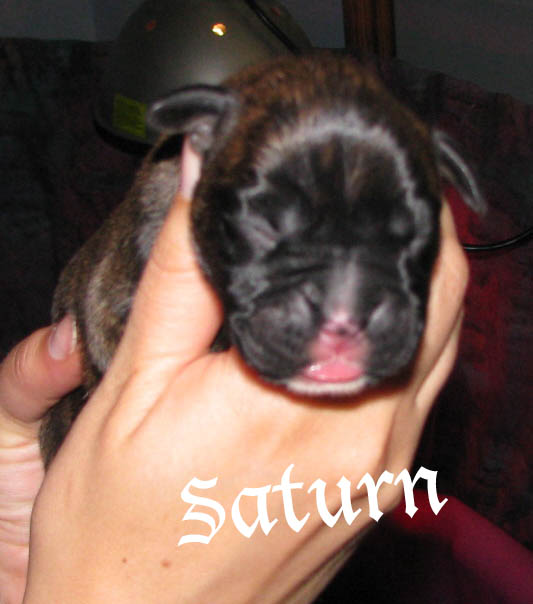Saturn, brindle boy
